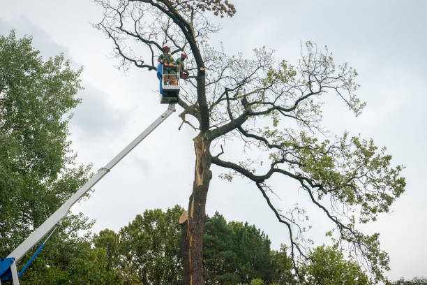 Best Storm Damage Tree Cleanup  in Littlestown, PA