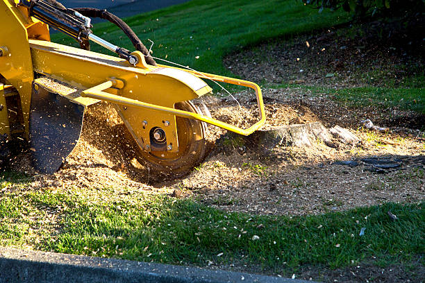 Best Tree Trimming and Pruning  in Littlestown, PA